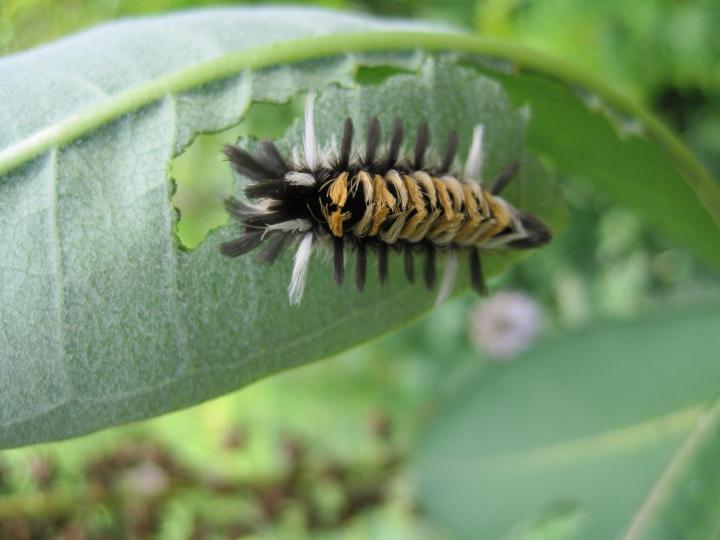 Identifying Caterpillars in My Garden Almanac